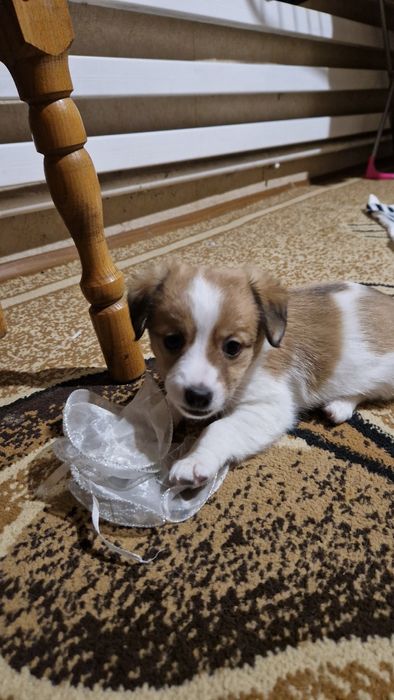 Смесь джек расела