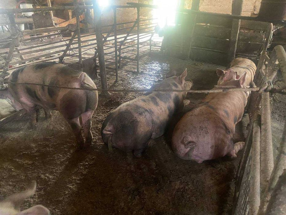Продам свині жива вага