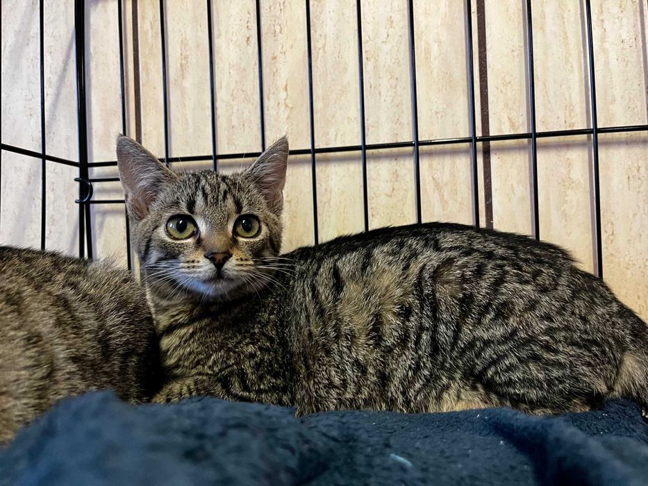 Enid, Wednesday i Pugsley- kocięta do adopcji