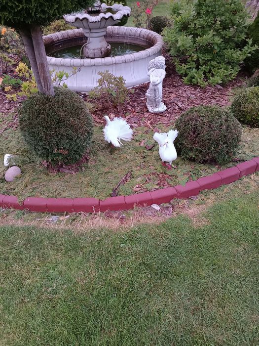 Pawiki ozdobne białe młode