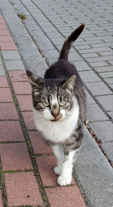 Dom tymczasowy, adopcja prywatna, oddam kocury