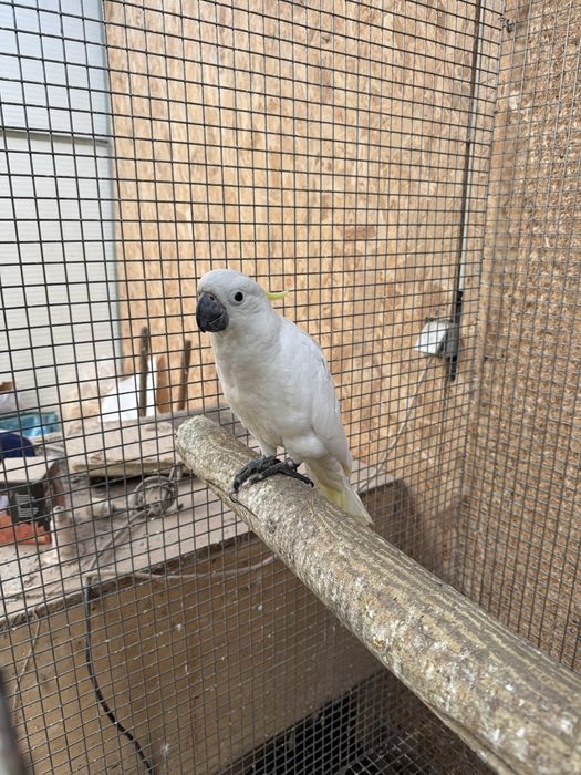 Cacatua galerita elonora macho 2026