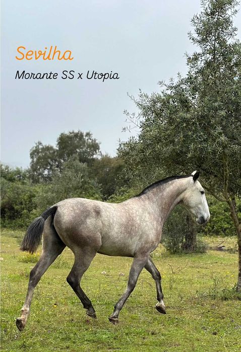 Égua Lusitana com 4 anos filha do Morante SS
