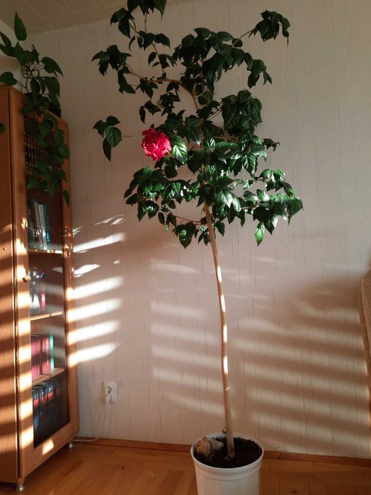 Róża chińska, Hibiscus, Ketmia, roślina kwitnąca