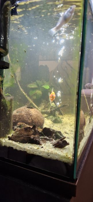 Akwarium wraz ze sprzetem plus szafka