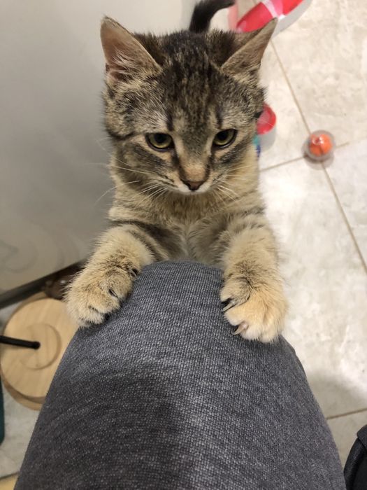 Виховане кошеня безкоштовно