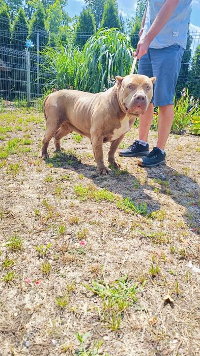 Oddam American Bully XL 8 championow we krwi