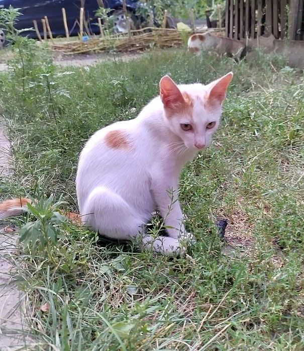 Отдам котёнка-мальчика белого с рыжими пятнами