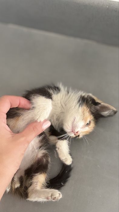 Gatinha para adopção (Contribuicão 30€ para despesas)