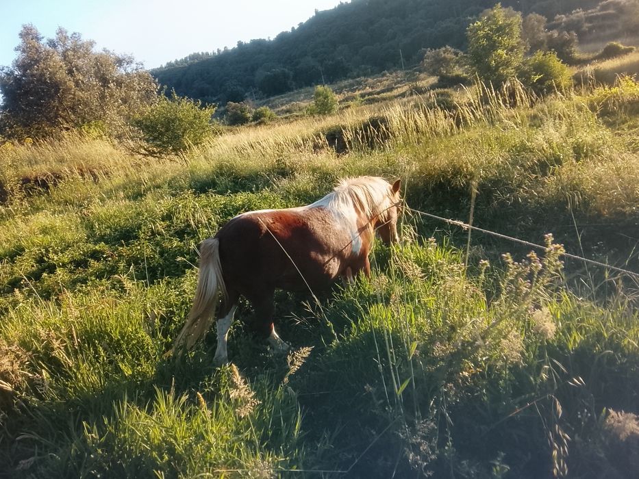 Vendo pônei muito meiguinha bem tratada todos os dias sempre vou lhe dar sempre água e feno pônei com 6 anos já anda cheia tem cria ela  é uma fêmea..