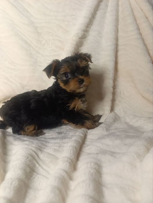 Йоркширський тер'єр