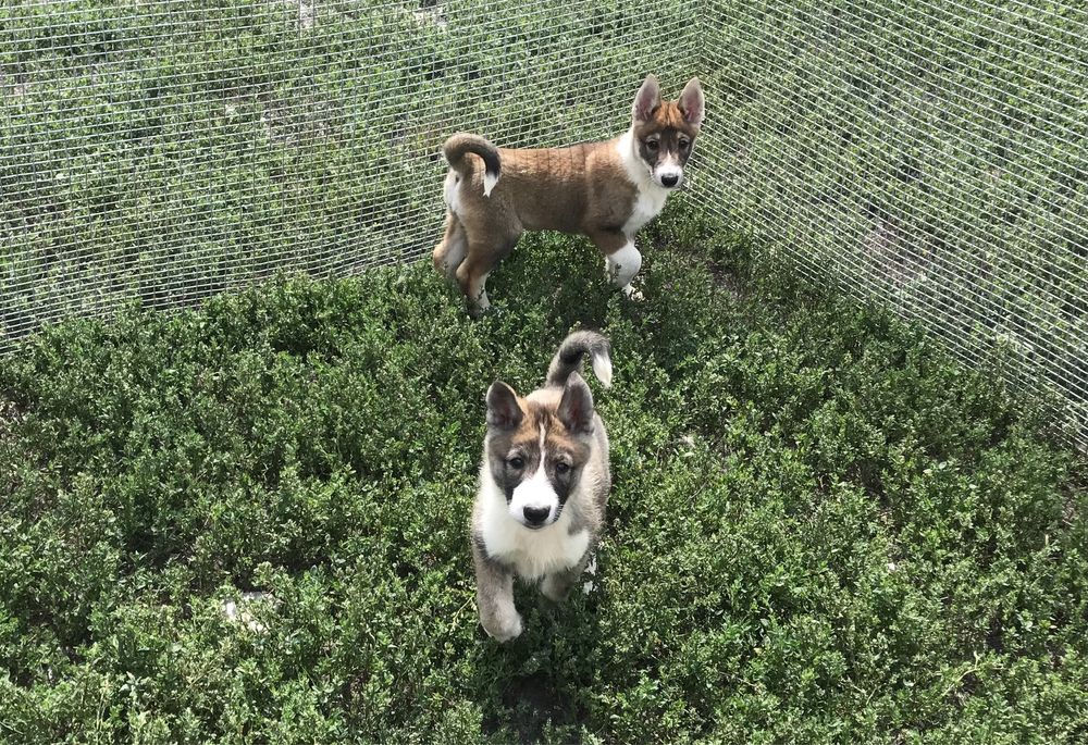 Продаються цуценята ЗСЛ.