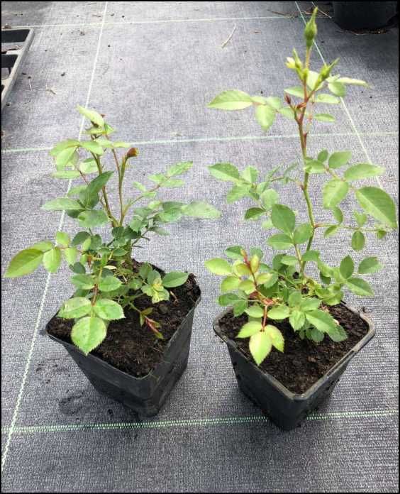 Róża CANINA 30 cm sadzonka 8 sztuk w pojemniku na skarpy na dżemy soki