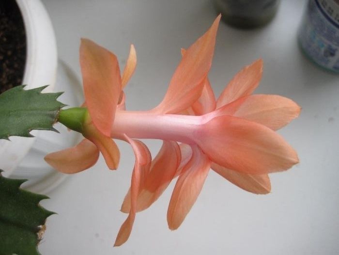 Шлюмбергера сортовая Twilight Тangerine