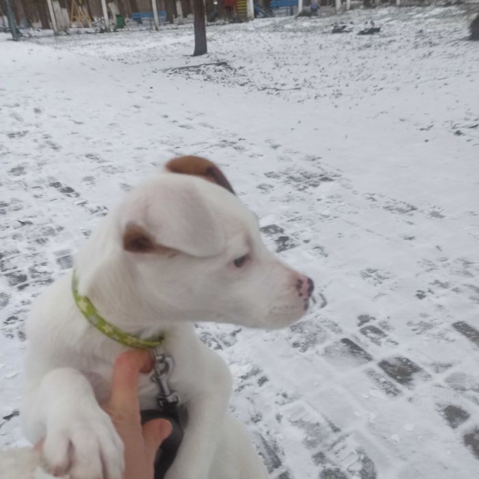 Собачка у добрі руки