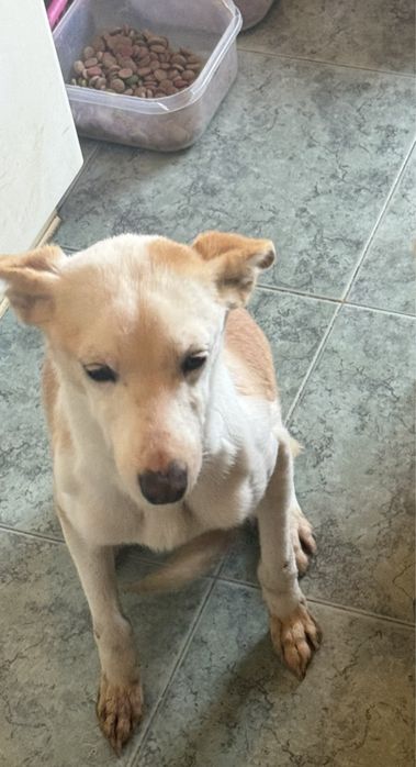 Cadela raça podengo