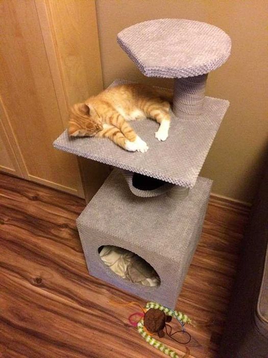 Nowoczesny Drapak dla Kota różne modele wiele kolorów polski producent