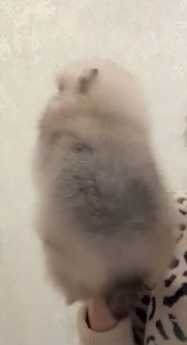 Файний оранж помчик,мiнi