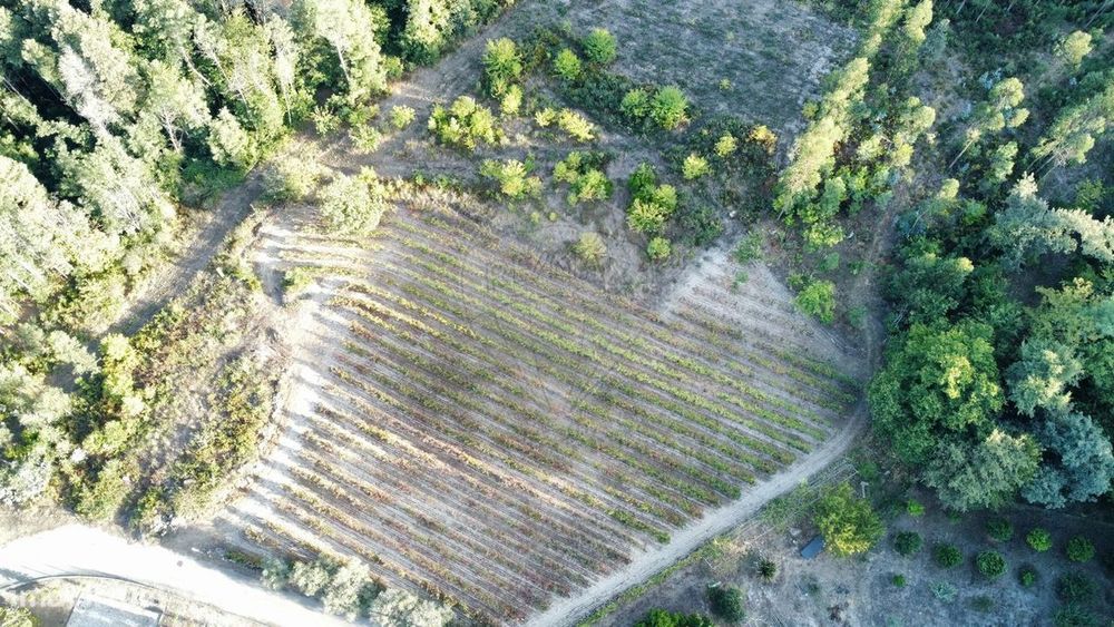Terreno  para venda