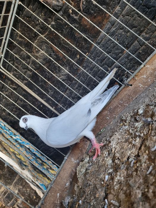 Samica  winerka  sprzedam