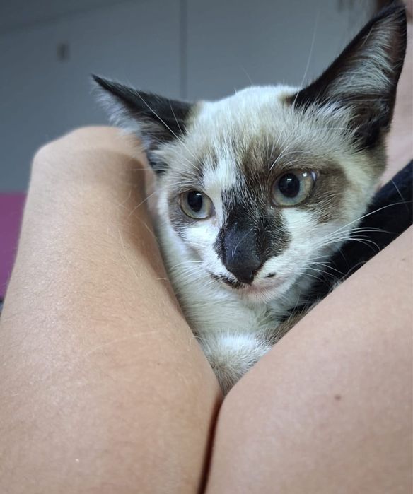 Gata bebé fêmea para adoção responsável