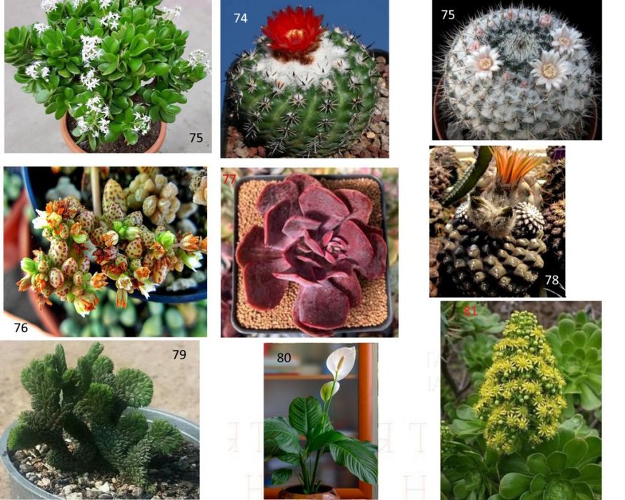 Кактуси, сукуленти для флораріума, мамілярія, гімнокаліціум+ подарунок