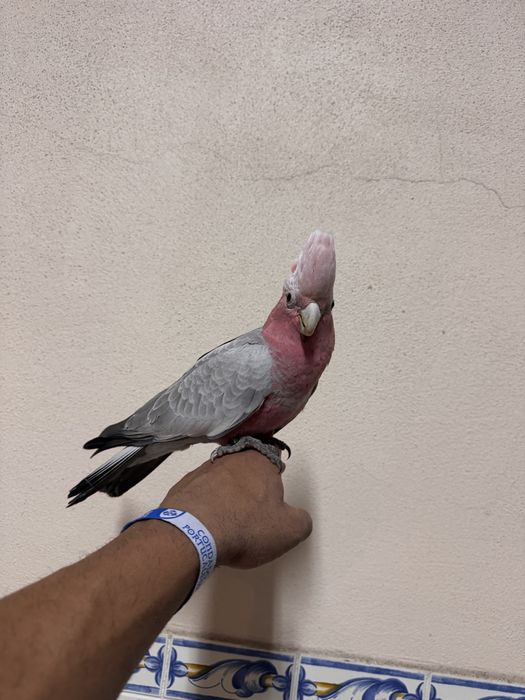Aves domesticadas