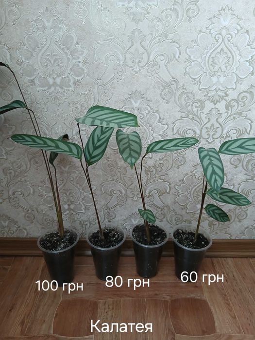 Фуксия,калатея,традисканция,бельбергия,сингониум