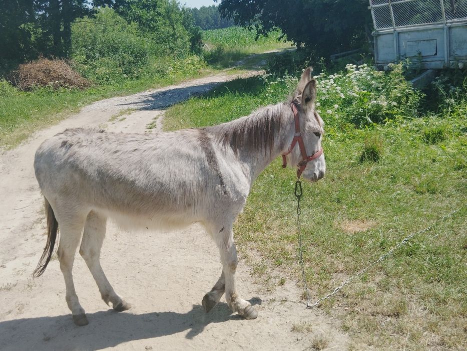 Sprzedam osła Kobyłka
