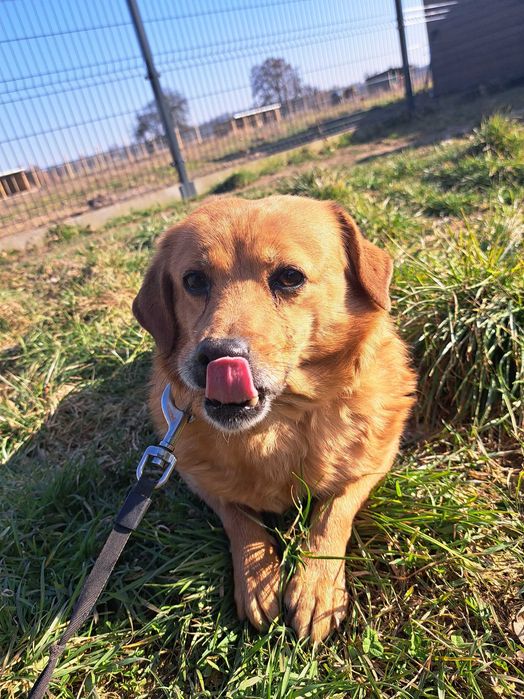 Luna, staruszka do adopcji