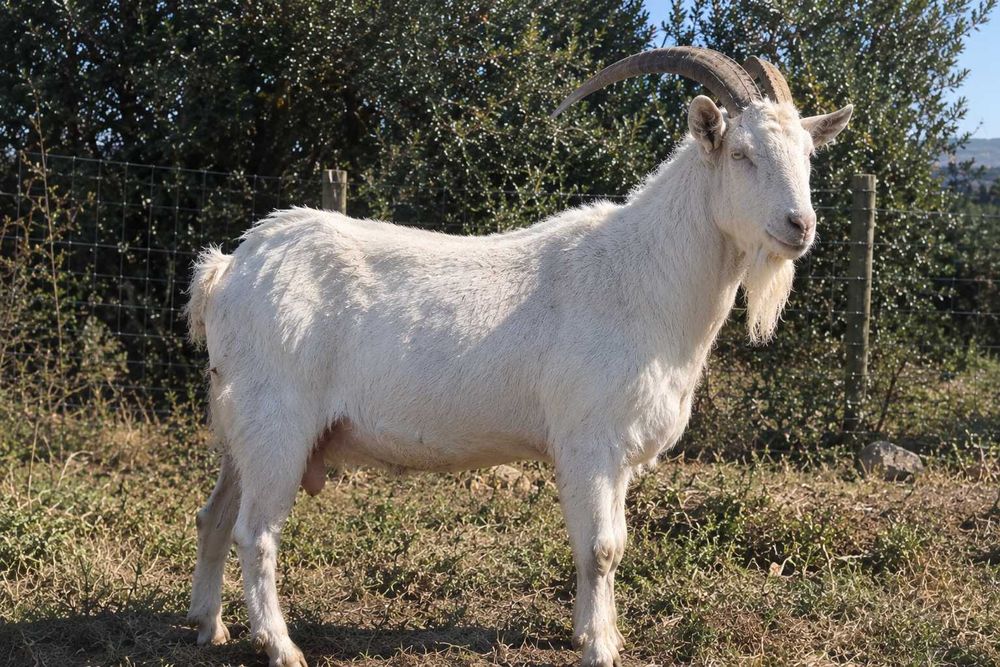 Magnífico Casal Saanen Puro em Castro Marim | 75 kg cada – excelentes reprodutores