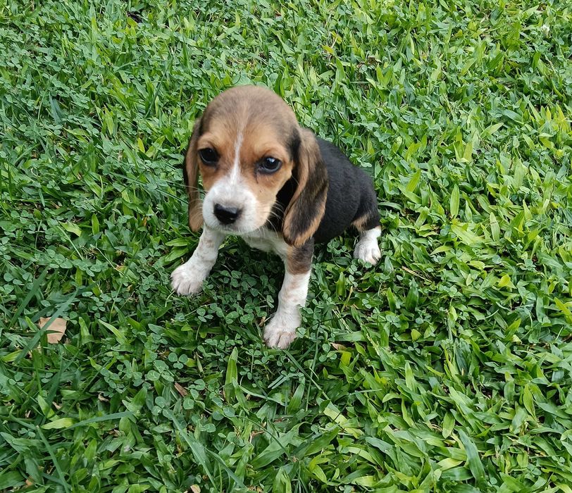 Beagle fêmea t + pequeno