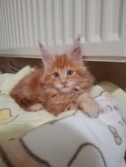 Руді кошенята мейн-кун (Red Tabby) — 3 міс., готові до переїзду