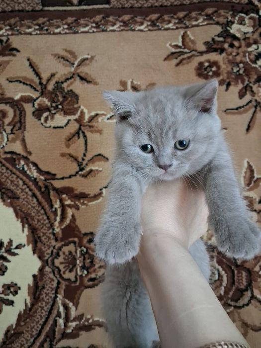 Шотланські кошенята