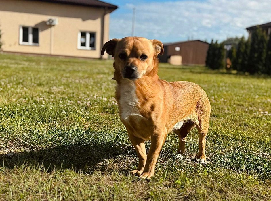 Niewielki Shaggy szuka domu- 6lat