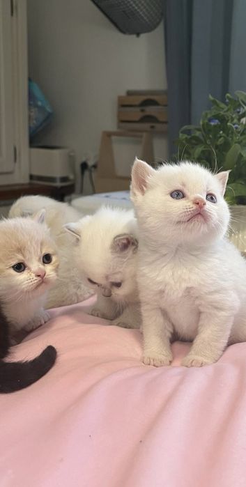 Kot brytyjski krotkowlosy