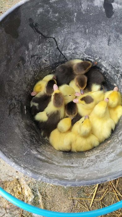Gansos e patos mudos
