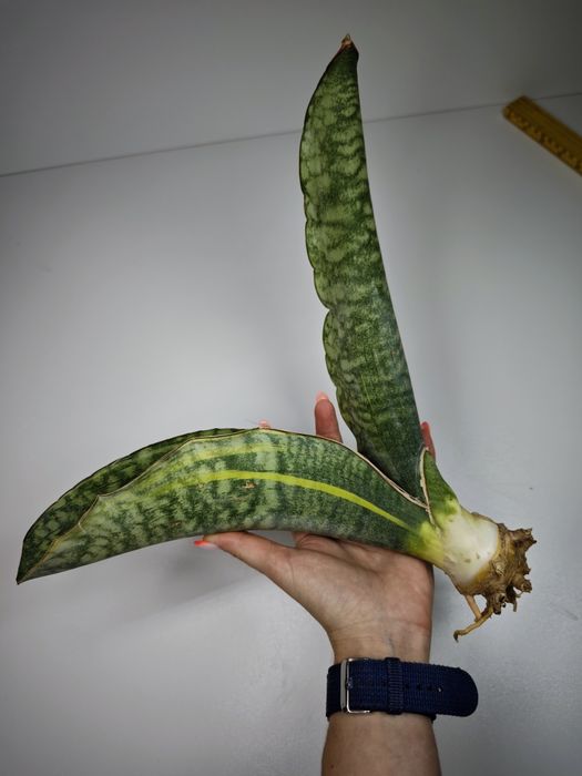 Sansevieria Mafinga Es849 var