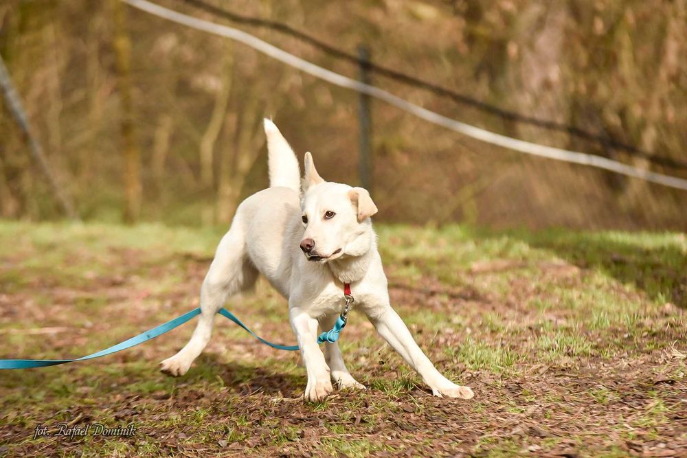 Piksel szuka kochającego domu!