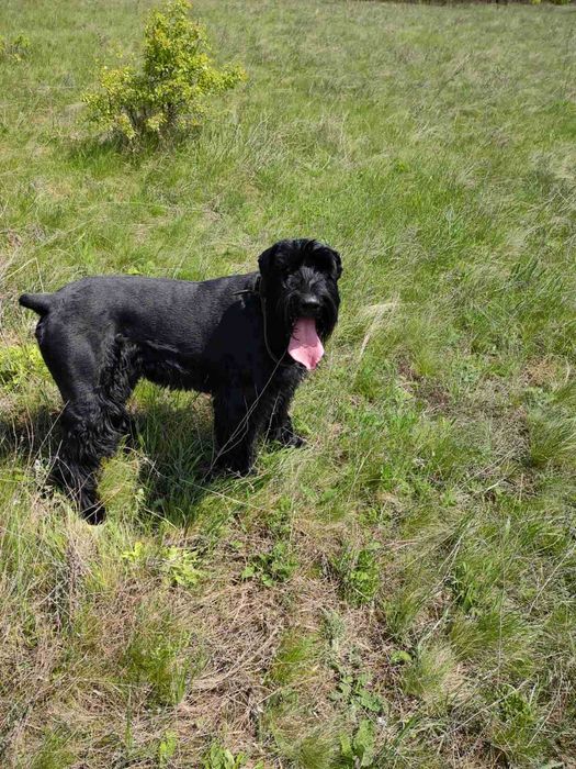 Ризеншнауцер. Вязка