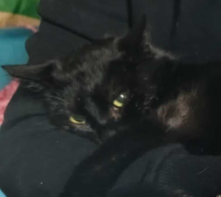 Cudowna czarna kotka do adopcji