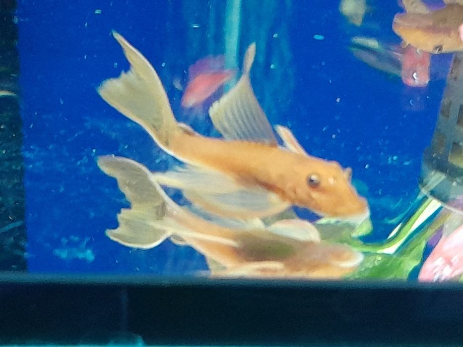 Glonojad red  weloniasty 4-5 cm