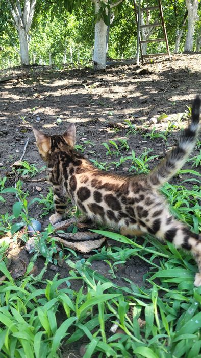 Бенгальские котята wcf