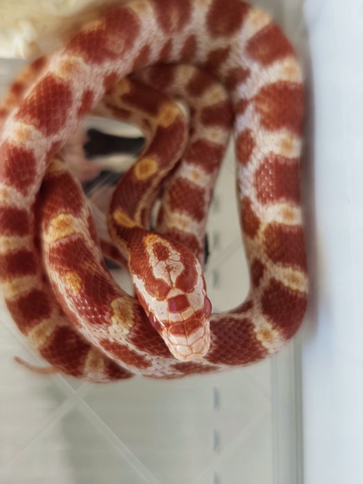 Wąż zbożowy amel RF (?) het anery scaleless ph motley/stripe samiczka