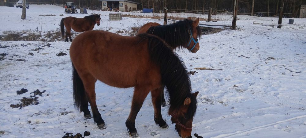 Sprzedam konie hucuły