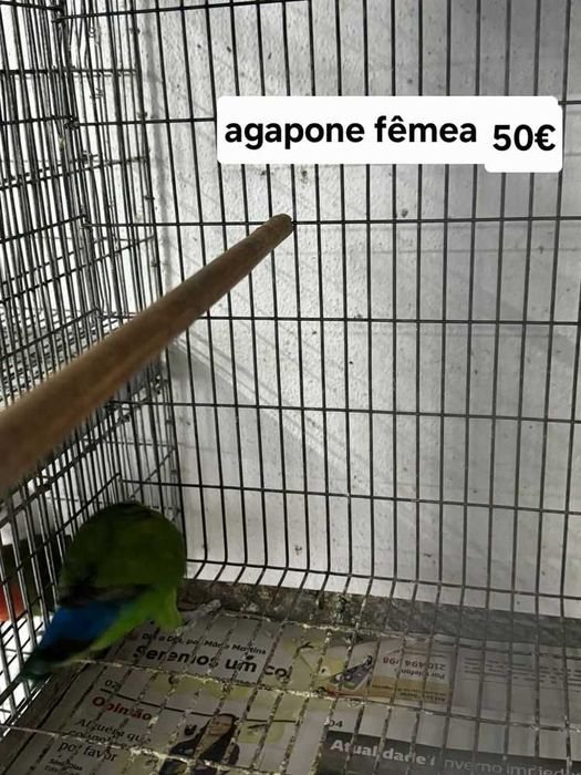 Varios agapones valores por mensagem