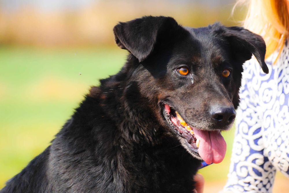 Baton - psiak w Wojtyszek szuka domu