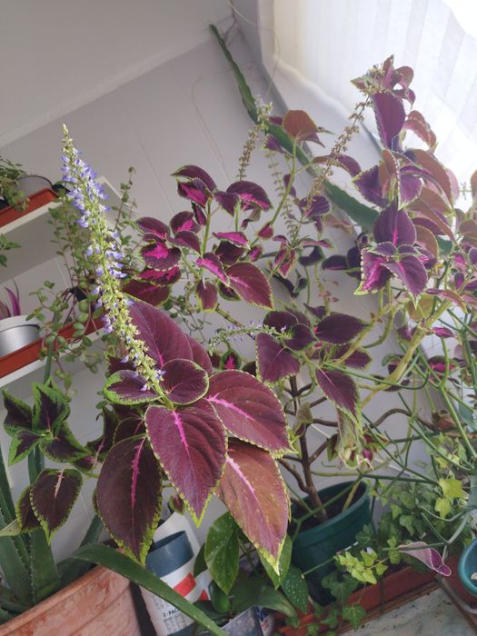 Coleus arvore grande/plantas/flores