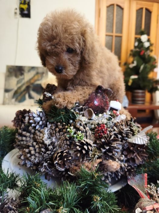 Той пудель дівчинка