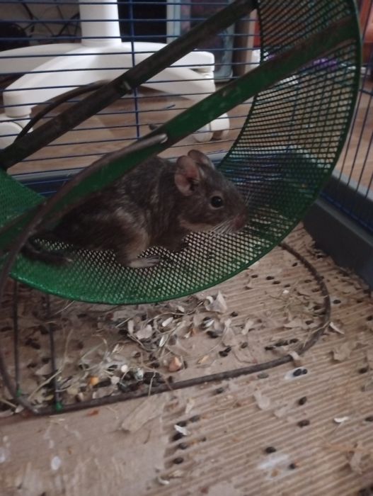 Продам,подарую все на фото.